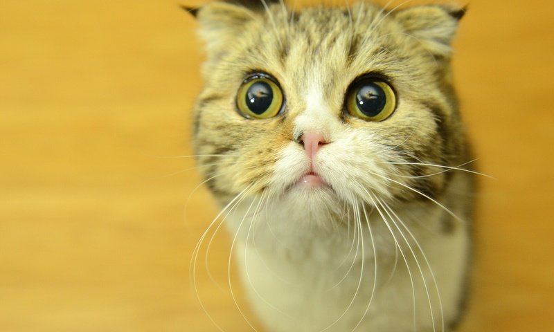 Обои глаза, кот, усы, мордашка, eyes, cat, mustache, face разрешение 1920x1442 Загрузить