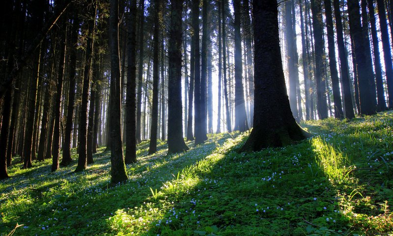 Обои цветы, трава, деревья, солнце, лес, стволы, солнечный свет, flowers, grass, trees, the sun, forest, trunks, sunlight разрешение 2048x1365 Загрузить