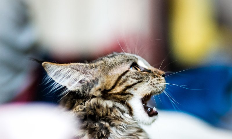 Обои кошка, котенок, размытость, зевает, мейн-кун, cat, kitty, blur, yawns, maine coon разрешение 3391x2585 Загрузить