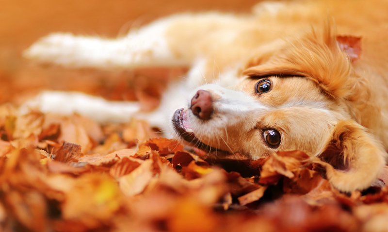 Обои морда, листья, настроение, взгляд, осень, собака, face, leaves, mood, look, autumn, dog разрешение 2048x1365 Загрузить