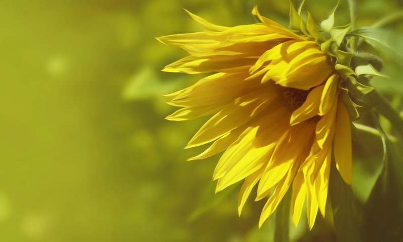 Обои природа, фон, подсолнух, nature, background, sunflower разрешение 2048x1363 Загрузить