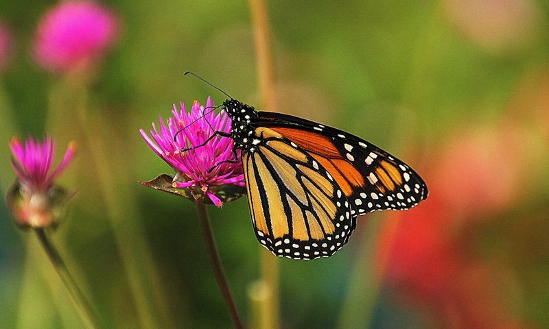 Обои макро, насекомое, цветок, бабочка, macro, insect, flower, butterfly разрешение 2880x2058 Загрузить