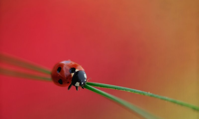 Обои трава, насекомое, божья коровка, растение, grass, insect, ladybug, plant разрешение 2048x1360 Загрузить