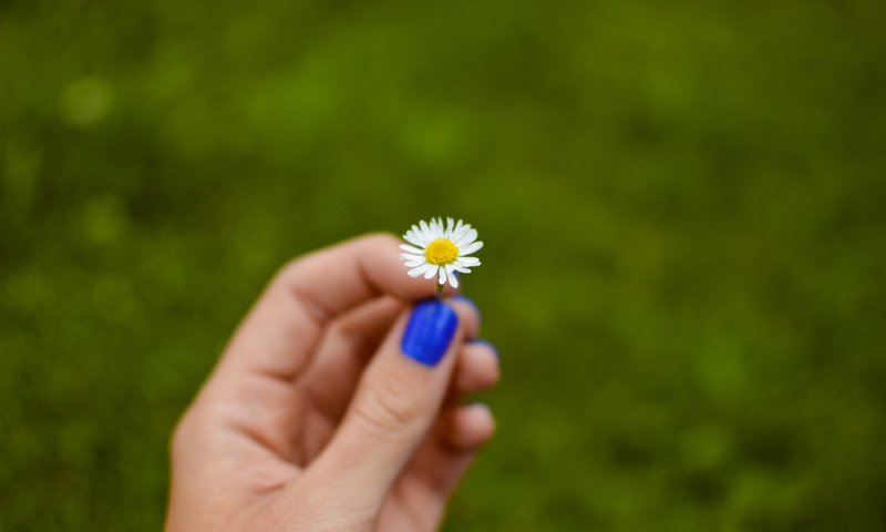 Обои рука, цветок, лепестки, ромашка, hand, flower, petals, daisy разрешение 6016x4000 Загрузить