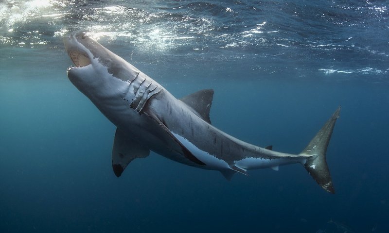 Обои вода, хищник, зубы, челюсти, акула, water, predator, teeth, jaw, shark разрешение 1920x1277 Загрузить