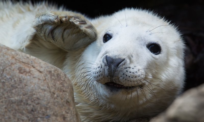 Обои усы, взгляд, тюлень, морской котик, mustache, look, seal, navy seal разрешение 4707x3137 Загрузить