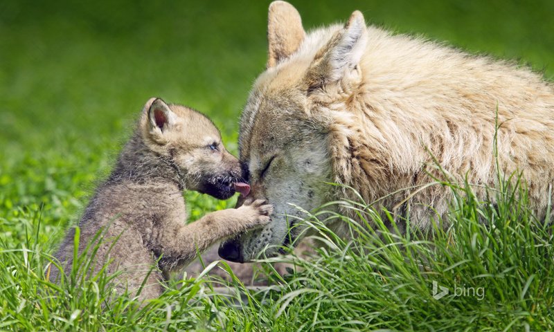 Обои трава, природа, волки, волчица, волчонок, grass, nature, wolves, wolf, the cub разрешение 1920x1200 Загрузить