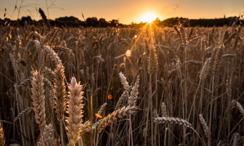 Обои природа, закат, лучи, поле, колосья, пшеница, nature, sunset, rays, field, ears, wheat разрешение 2560x1709 Загрузить