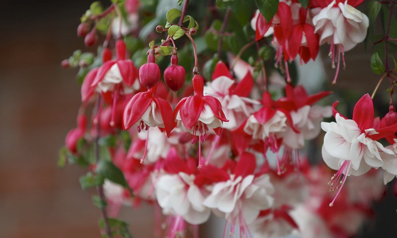 Обои цветы, бутоны, макро, ветки, фуксия, flowers, buds, macro, branches, fuchsia разрешение 2048x1365 Загрузить