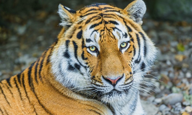 Обои тигр, полоски, хищник, отдых, амурский, tiger, strips, predator, stay, amur разрешение 2048x1365 Загрузить