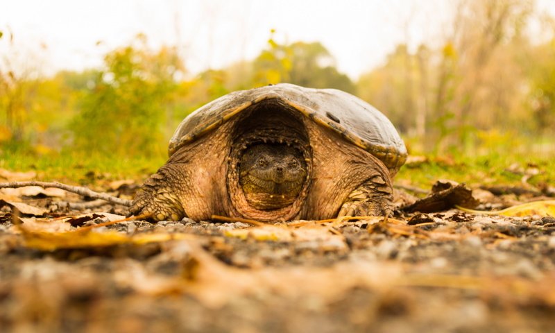 Обои природа, фон, черепаха, nature, background, turtle разрешение 2560x1707 Загрузить