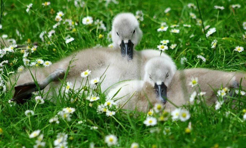 Обои цветы, природа, птицы, травка, птенцы, гусята, flowers, nature, birds, weed, chicks, the goslings разрешение 2048x1291 Загрузить