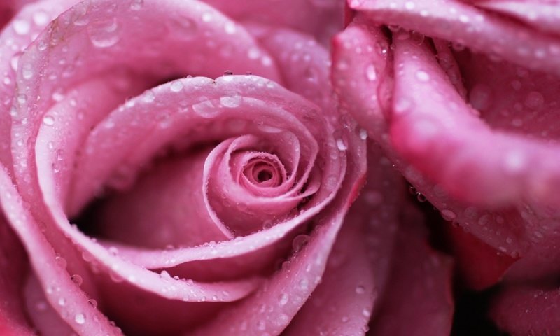 Обои цветы, макро, роса, капли, роза, розовая, м, flowers, macro, rosa, drops, rose, pink, m разрешение 1920x1080 Загрузить