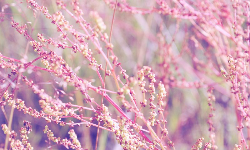 Обои цветы, макро, розовые, растение, нежность, flowers, macro, pink, plant, tenderness разрешение 2560x1704 Загрузить