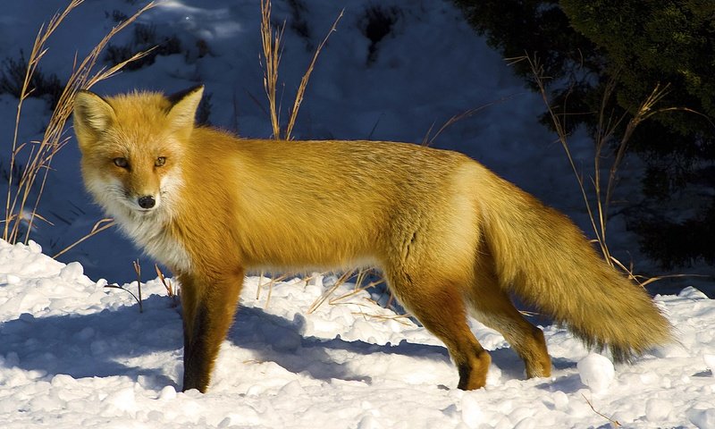 Обои снег, зима, взгляд, рыжая, лиса, лисица, snow, winter, look, red, fox разрешение 4314x2975 Загрузить