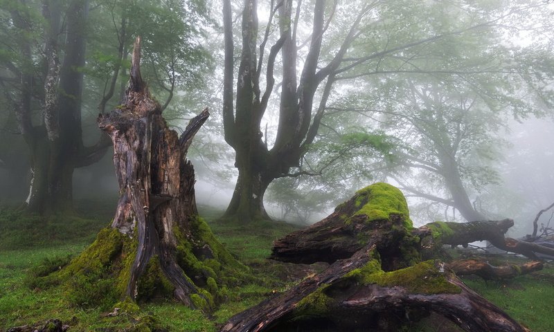 Обои деревья, лес, туман, мох, пень, trees, forest, fog, moss, stump разрешение 1920x1200 Загрузить