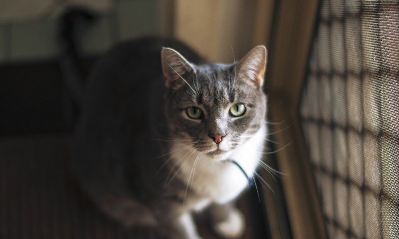 Обои кот, смотрит, серый, ошейник, cat, looks, grey, collar разрешение 2880x1913 Загрузить