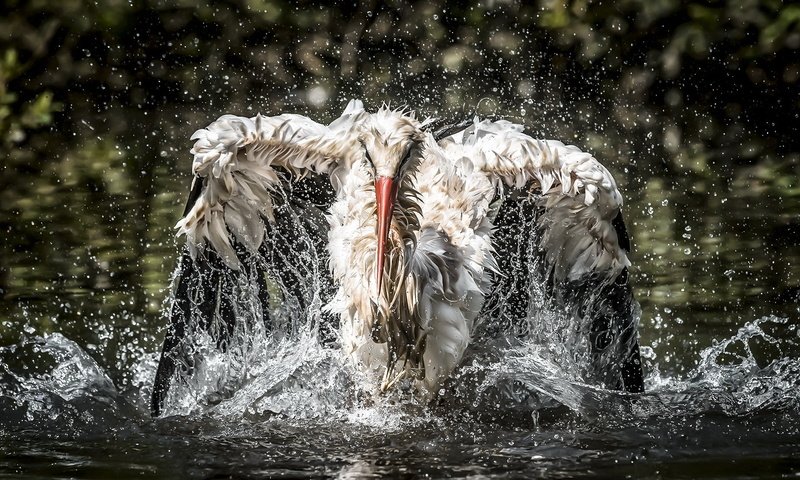 Обои вода, птица, рыбалка, аист, water, bird, fishing, stork разрешение 2047x1103 Загрузить