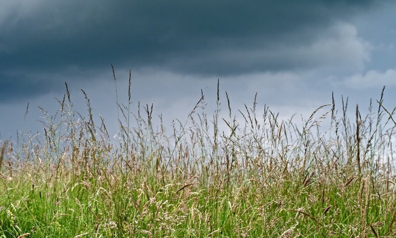 Обои трава, тучи, макро, лето, луг, grass, clouds, macro, summer, meadow разрешение 2560x1920 Загрузить
