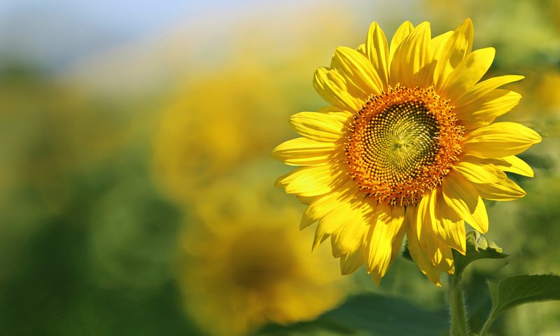 Обои листья, поле, лепестки, подсолнух, leaves, field, petals, sunflower разрешение 2048x1365 Загрузить