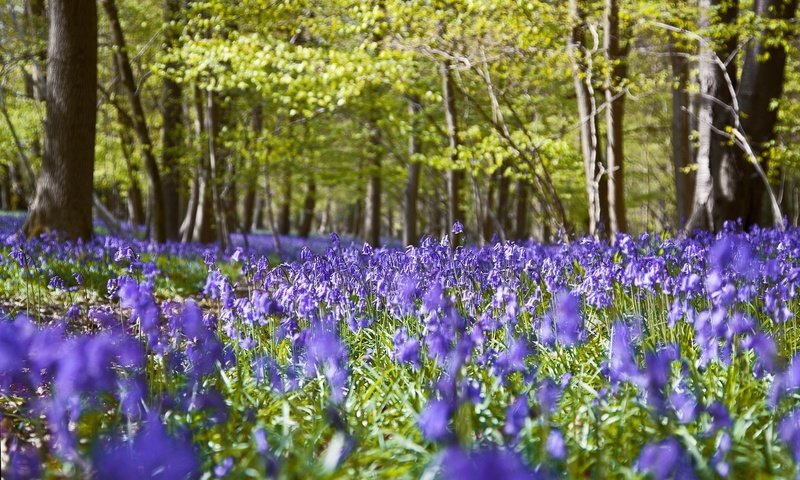 Обои цветы, природа, лес, flowers, nature, forest разрешение 2048x1278 Загрузить