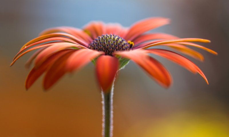 Обои цветок, лепестки, стебель, гербера, flower, petals, stem, gerbera разрешение 2048x1322 Загрузить