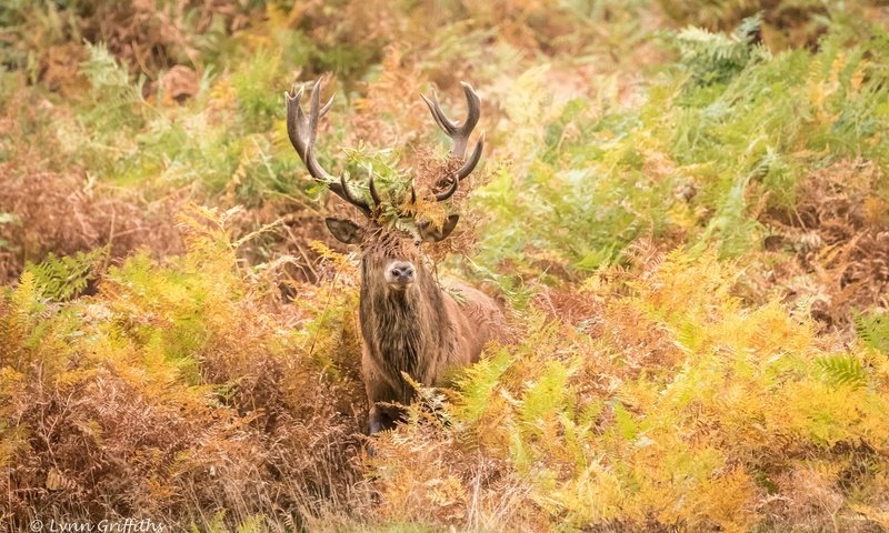 Обои олень, осень, рога, заросли, deer, autumn, horns, thickets разрешение 2000x1335 Загрузить