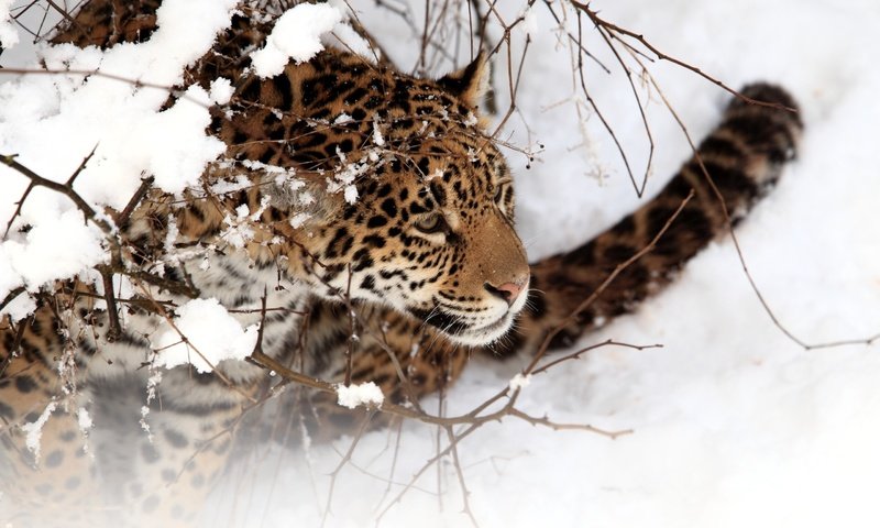 Обои снег, зима, кошка, ягуар, snow, winter, cat, jaguar разрешение 2560x1600 Загрузить