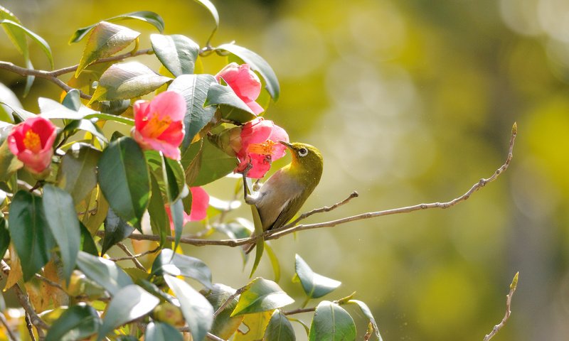 Обои цветы, листья, ветки, птица, розовые, белоглазка, камелии, flowers, leaves, branches, bird, pink, white-eyed, camellia разрешение 2048x1365 Загрузить