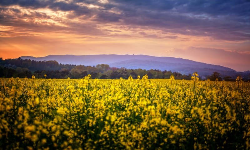 Обои цветы, природа, поле, flowers, nature, field разрешение 2880x1728 Загрузить