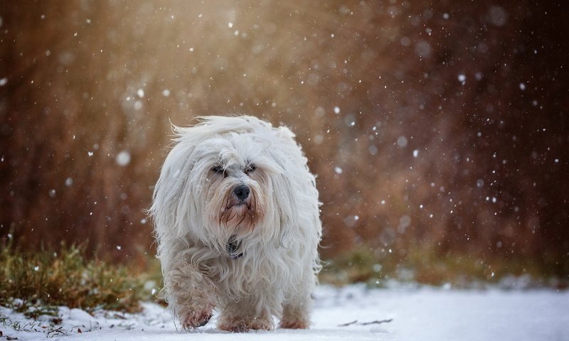 Обои снег, собака, гаванский бишон, бишон, snow, dog, the havanese, bichon разрешение 2047x1286 Загрузить