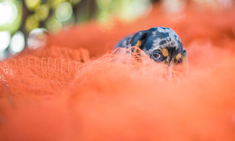 Обои глаза, взгляд, собака, сетка, щенок, ткань, друг, такса, eyes, look, dog, mesh, puppy, fabric, each, dachshund разрешение 1999x1236 Загрузить