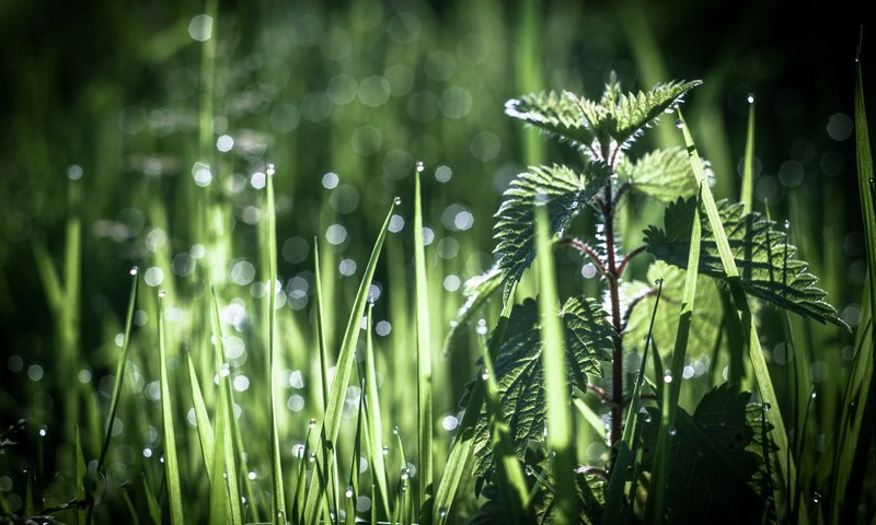 Обои трава, роса, боке, крапива, antonio coelho, grass, rosa, bokeh, nettle разрешение 2048x1365 Загрузить