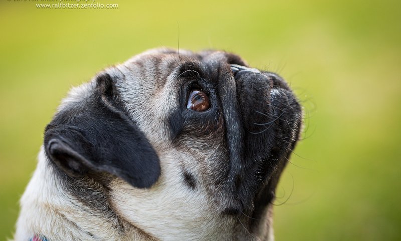 Обои мопс, cобака, ralf bitzer, pug, dog разрешение 2048x1365 Загрузить