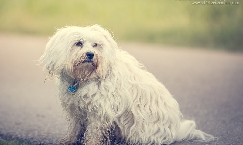 Обои собака, гаванский бишон, бишон, ralf bitzer, dog, the havanese, bichon разрешение 2048x1365 Загрузить