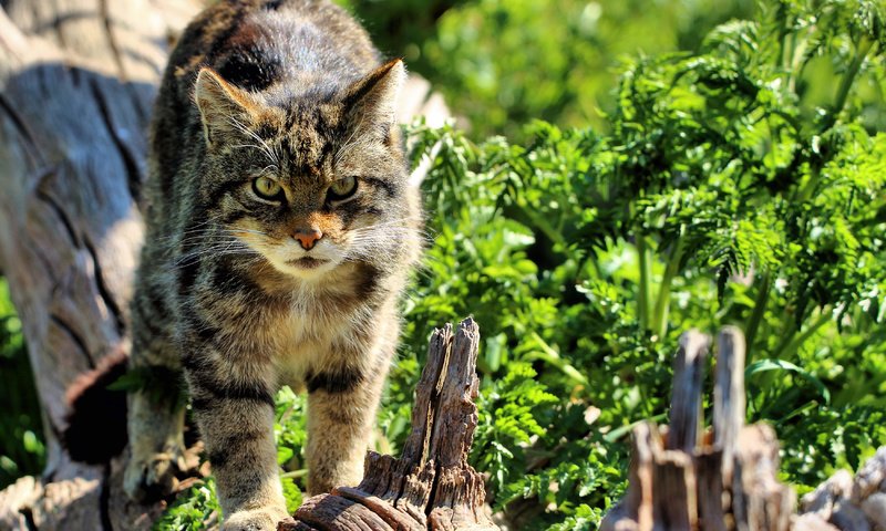 Обои морда, кошка, взгляд, дикая, шотландская, the scottish wildcat, face, cat, look, wild, scottish разрешение 3500x2333 Загрузить