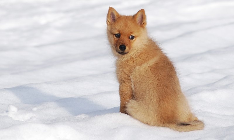 Обои снег, зима, мордочка, взгляд, собака, щенок, шпиц, финский шпиц, snow, winter, muzzle, look, dog, puppy, spitz, the finnish spitz разрешение 2658x1649 Загрузить