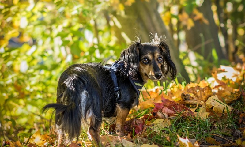 Обои взгляд, осень, собака, друг, look, autumn, dog, each разрешение 2048x1397 Загрузить