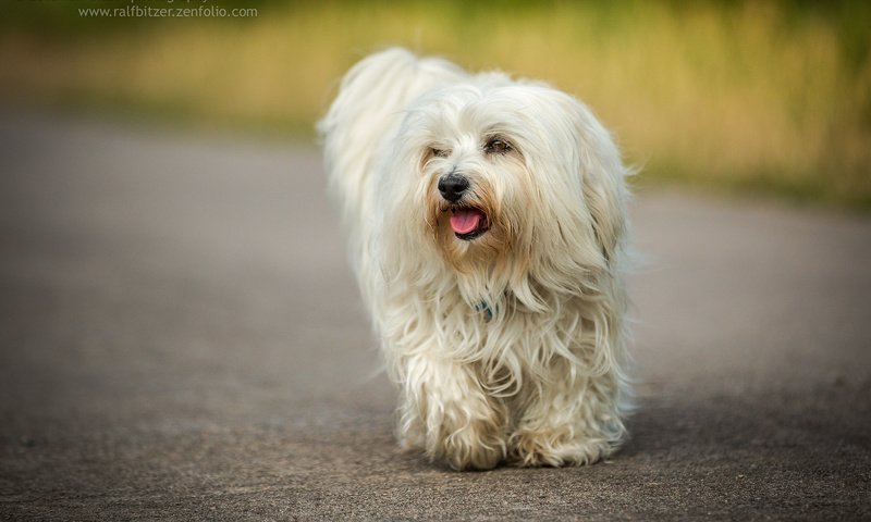 Обои собака, гаванский бишон, бишон, ralf bitzer, dog, the havanese, bichon разрешение 2048x1365 Загрузить