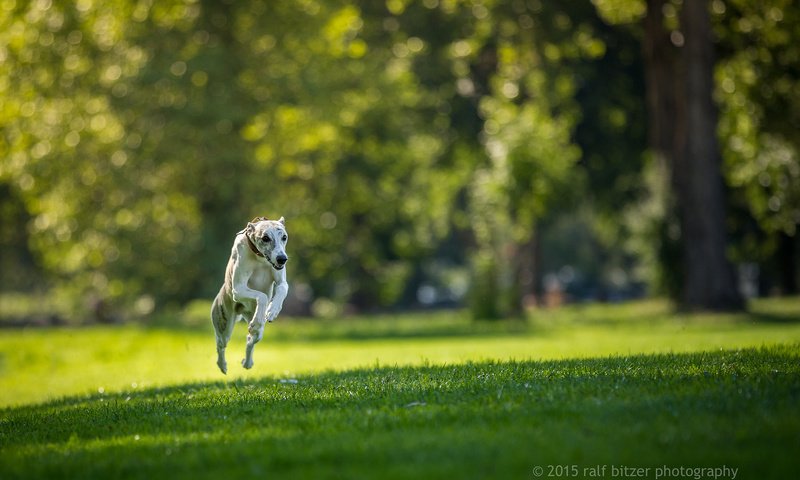 Обои трава, собака, прыжок, бег, ralf bitzer, grass, dog, jump, running разрешение 2048x1365 Загрузить