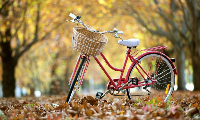 Обои парк, осень, велосипед, park, autumn, bike разрешение 1920x1200 Загрузить