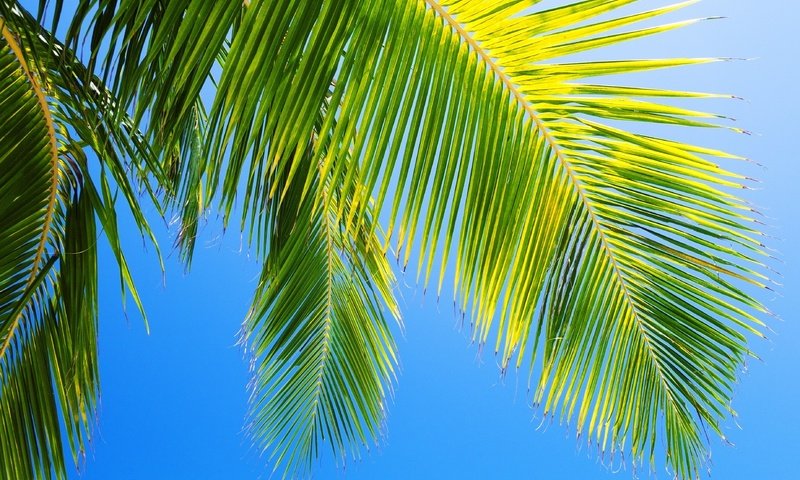 Обои небо, природа, пальма, голубое, the sky, nature, palma, blue разрешение 3692x2571 Загрузить