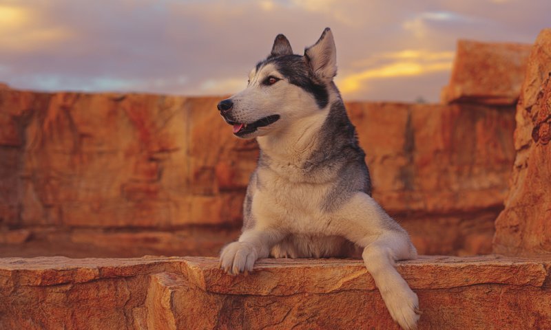 Обои портрет, собака, хаски, portrait, dog, husky разрешение 2048x1365 Загрузить