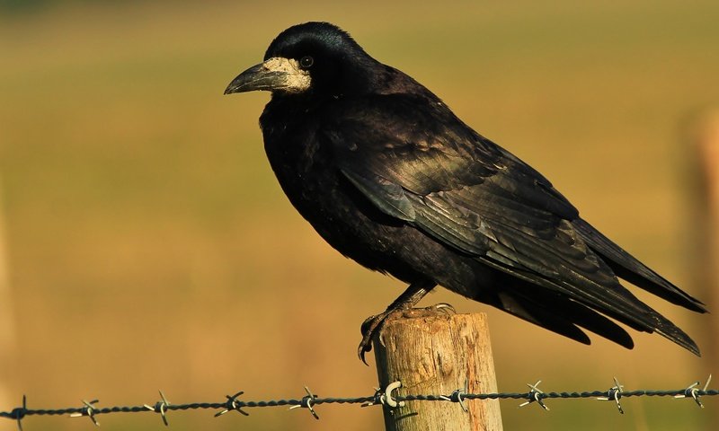Обои проволока, черный, птица, клюв, перья, ворон, колючая, ворона, wire, black, bird, beak, feathers, raven, barbed, crow разрешение 3325x2074 Загрузить