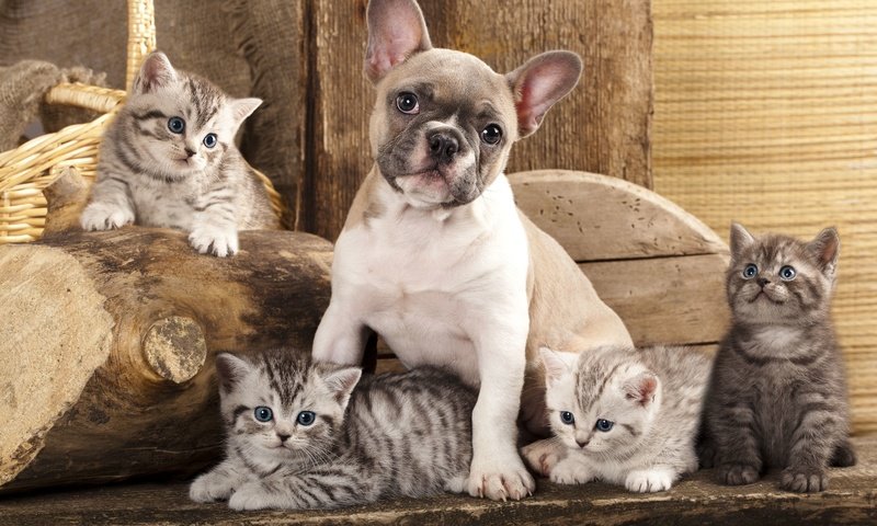 Обои собака, котята, дружба, друзья, французский бульдог, dog, kittens, friendship, friends, french bulldog разрешение 5160x3227 Загрузить