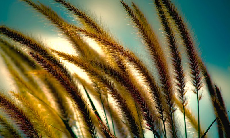 Обои небо, трава, колоски, растение, the sky, grass, spikelets, plant разрешение 2048x1314 Загрузить