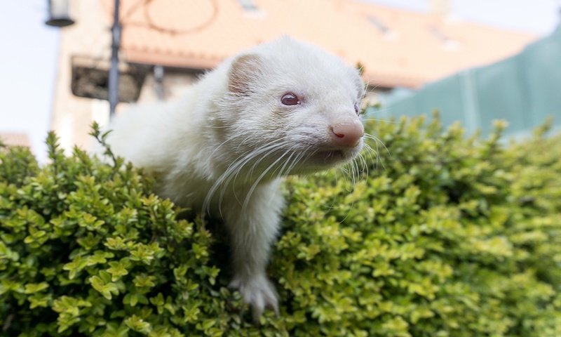 Обои фон, мордочка, белый, хорек, background, muzzle, white, ferret разрешение 2880x1976 Загрузить