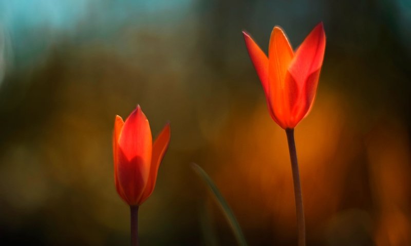 Обои цветы, природа, красные, тюльпаны, flowers, nature, red, tulips разрешение 1920x1200 Загрузить