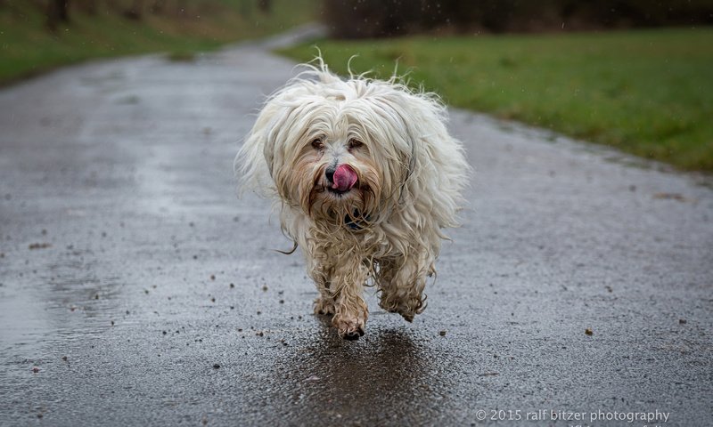 Обои собака, язык, бег, гаванский бишон, бишон, ralf bitzer, dog, language, running, the havanese, bichon разрешение 2048x1365 Загрузить