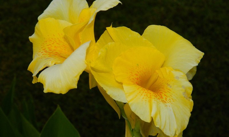 Обои желтый, фон, цветок, yellow, background, flower разрешение 3264x2448 Загрузить